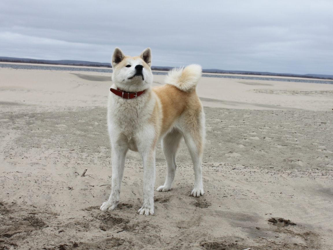 Акита-ину на песчанном пляже