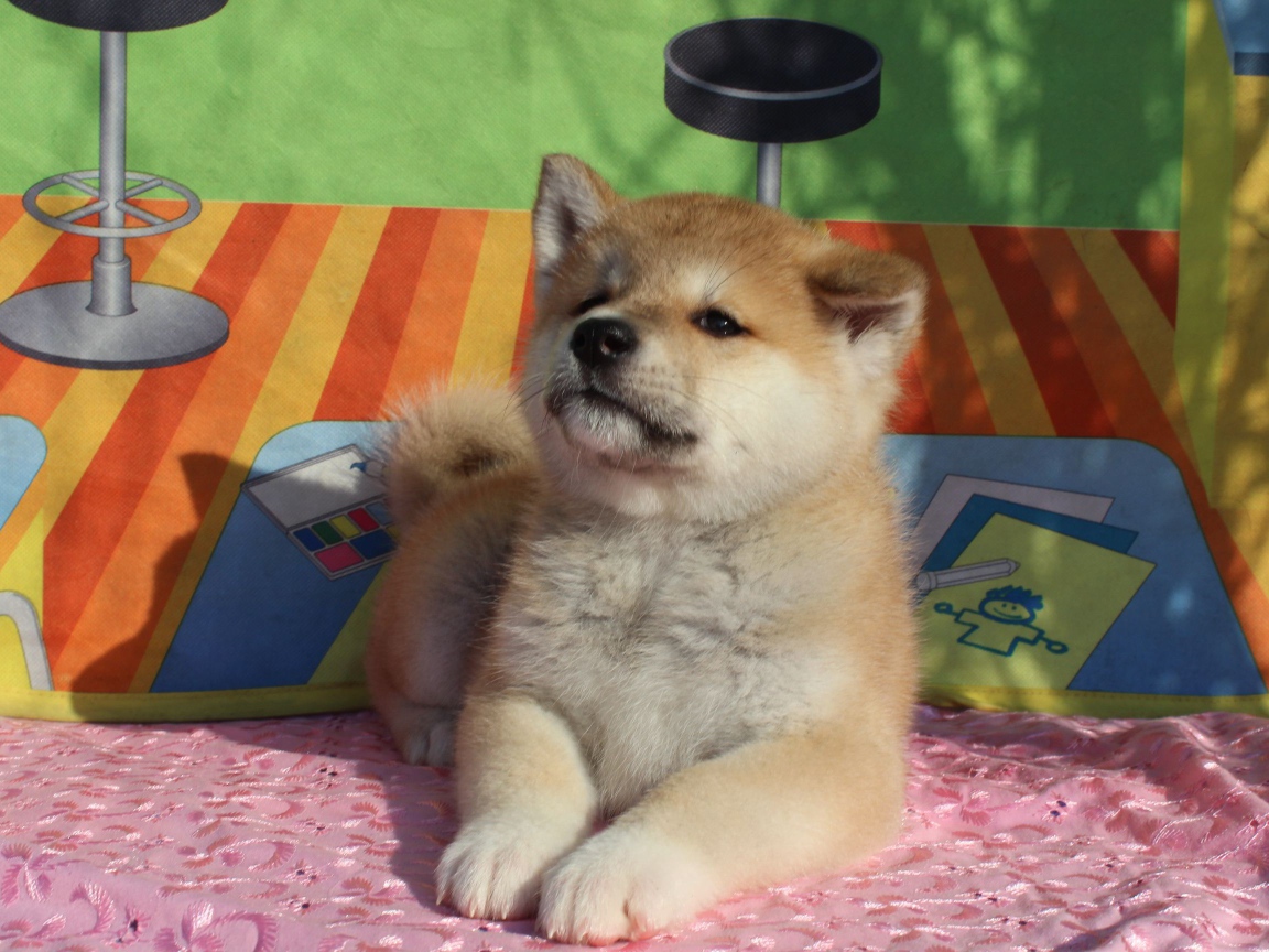 Щенок акита-ину лежит на покрывале
