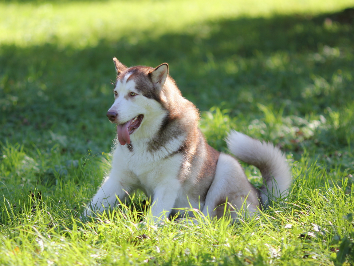 Аляскинский маламут в траве