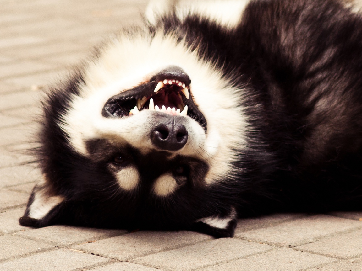 Аляскинский маламут улыбается