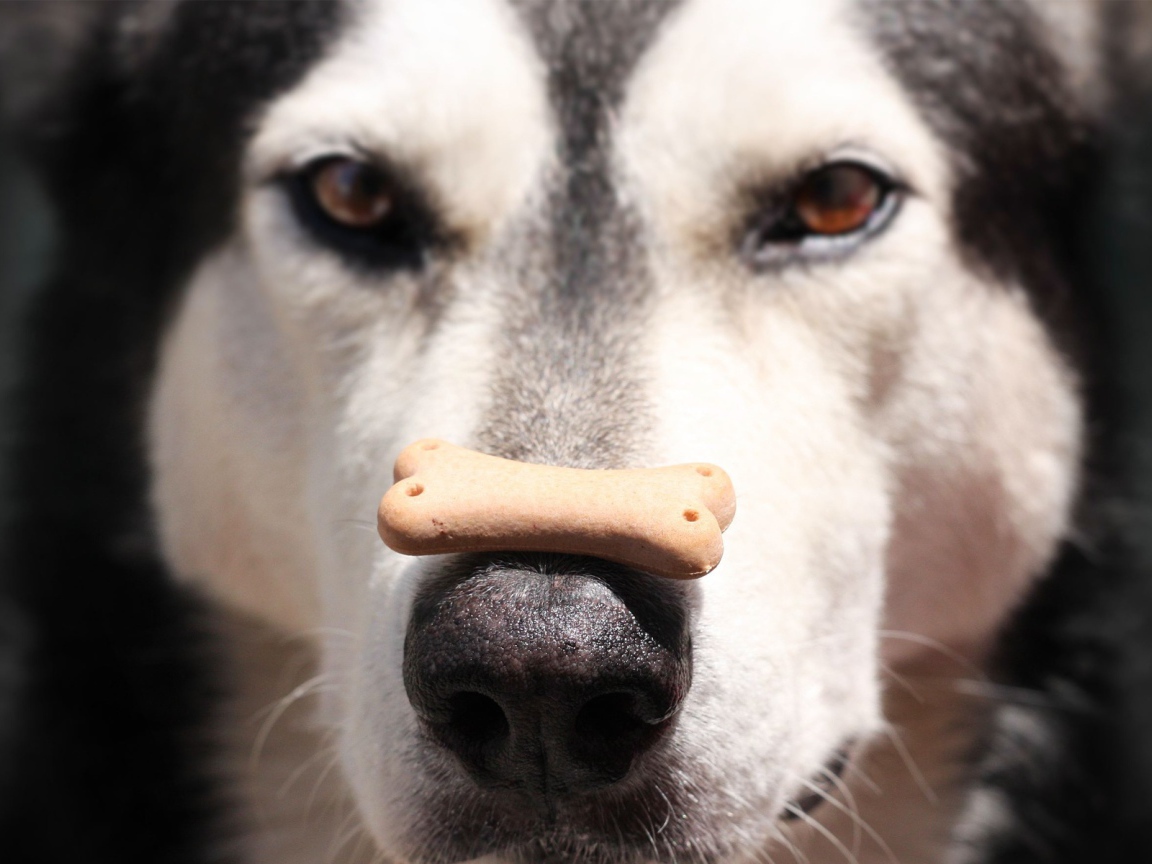 Аляскинский маламут с лакомством на носу