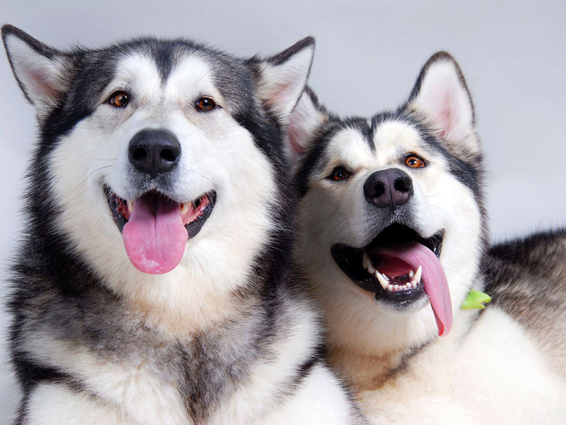 Аляскинские маламуты показывают язык