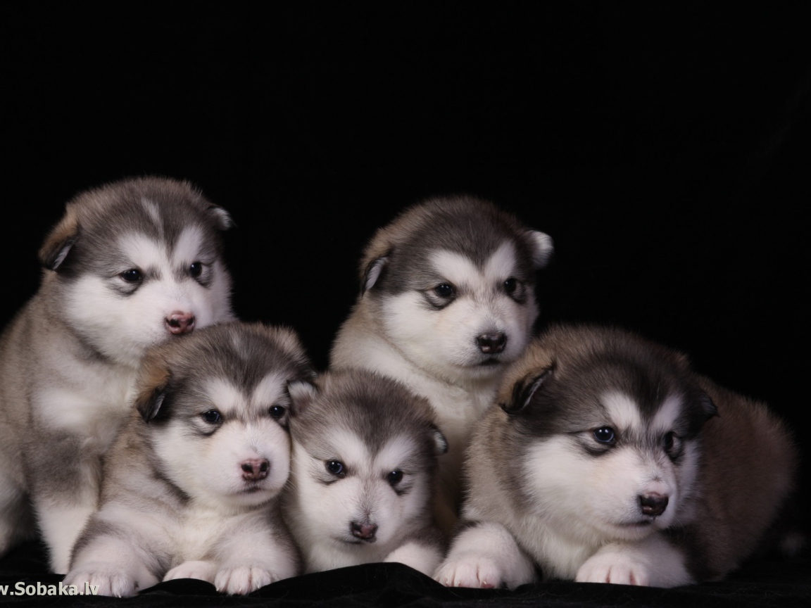Щенки аляскинского маламута