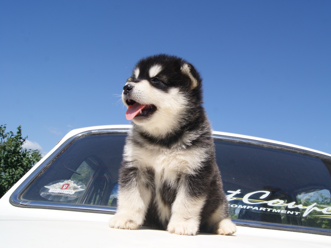 Щенок аляскинского маламута на капоте машины
