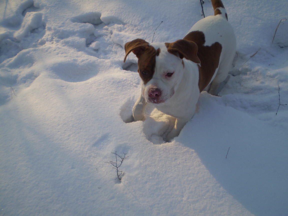 Американский бульдог играет в снегу