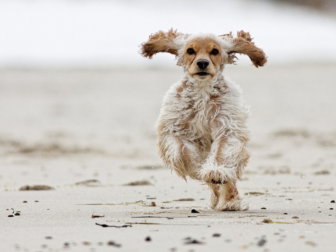 Американский кокер-спаниель бежит по песку