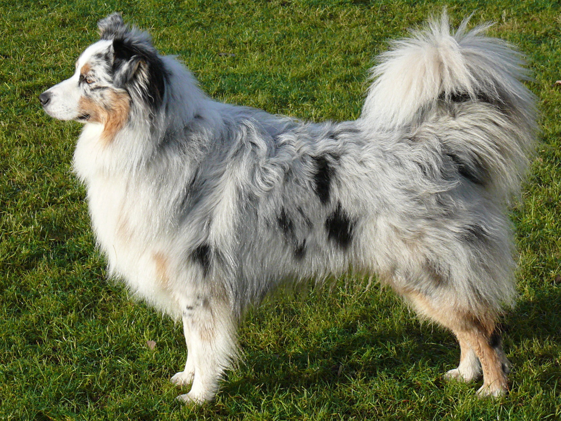 Австралийская овчарка на траве