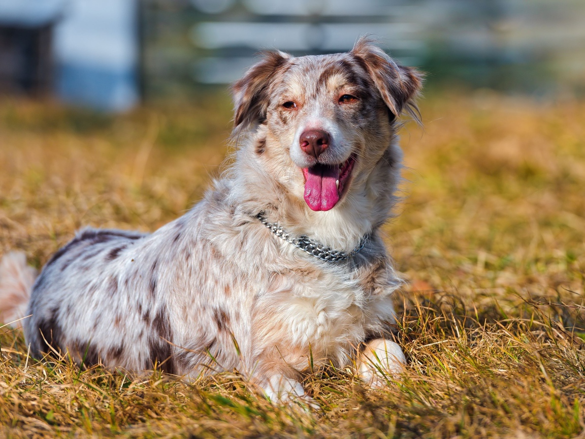 Австралийская овчарка на высохшей траве