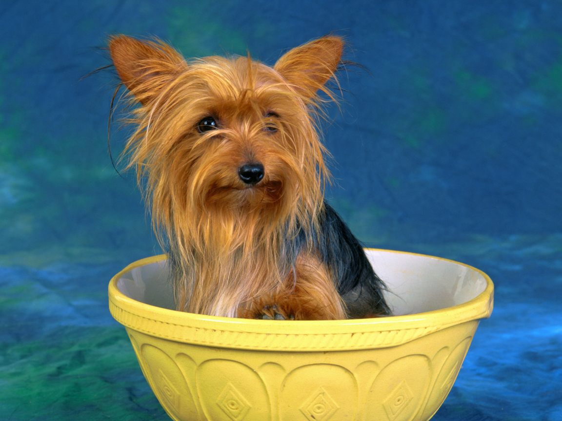 Австралийский терьер в миске