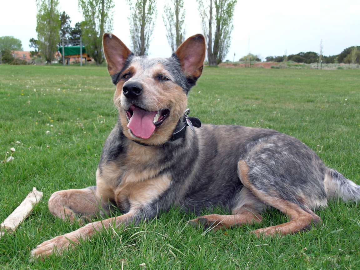 Австралийская пастушья собака устала