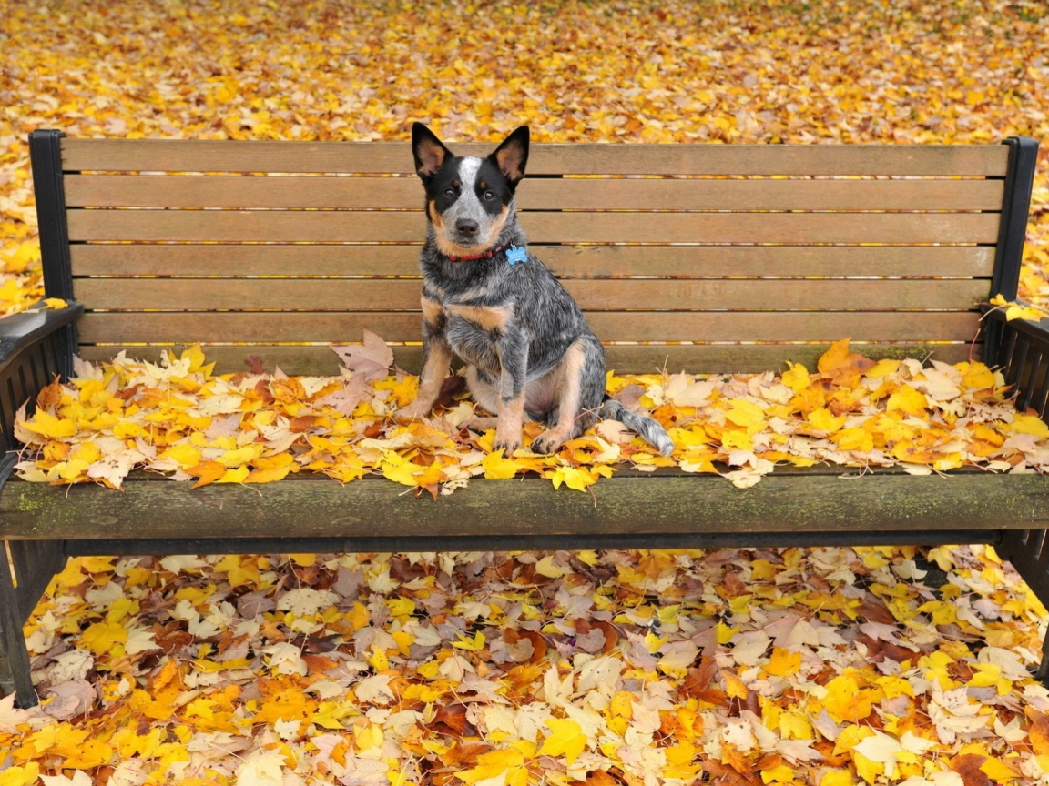Щенок австралийской пастушьей собаки сидит на скамейке
