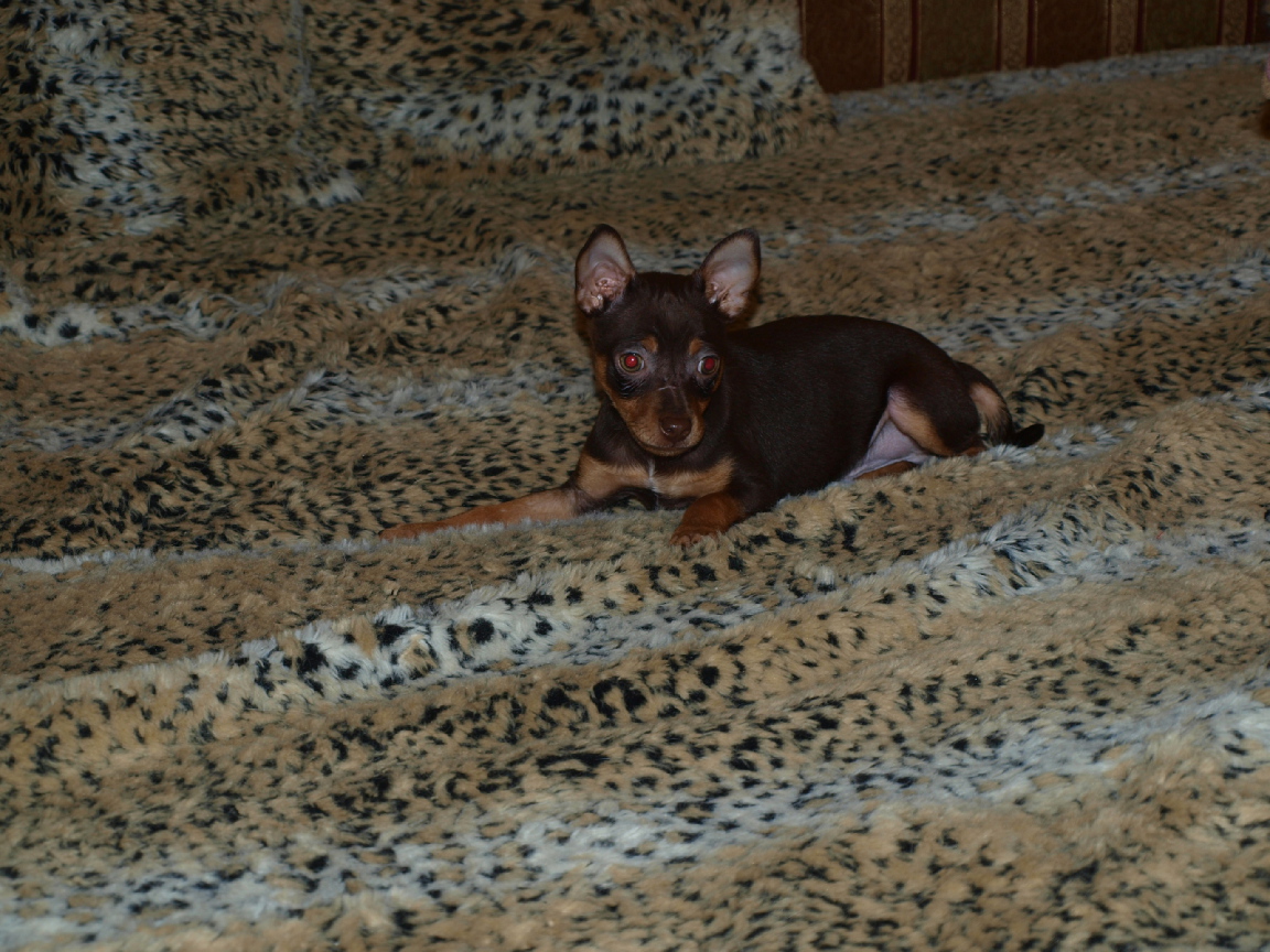 Младенец Карликовый пинчер на кровати