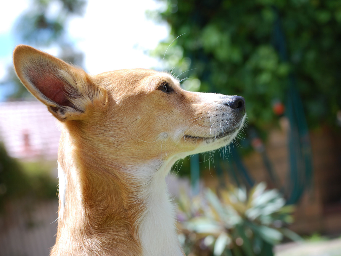 Собака породы басенджи любит солнце