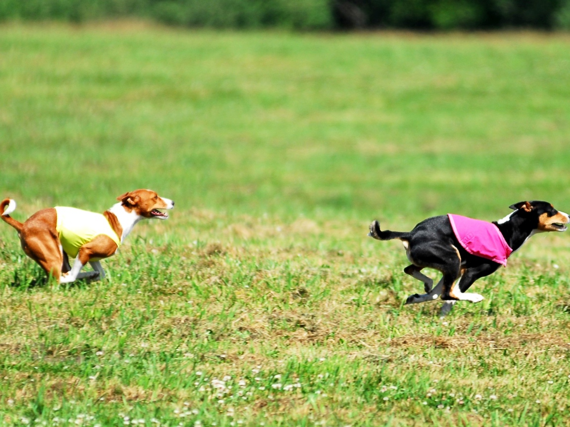 Собаки басенджи в погоне