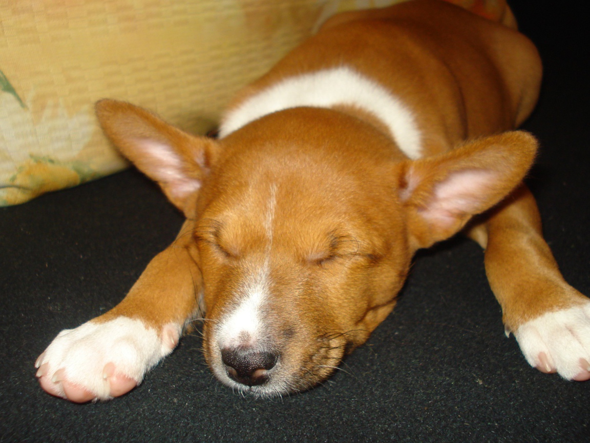 Щенок породы басенджи уснул