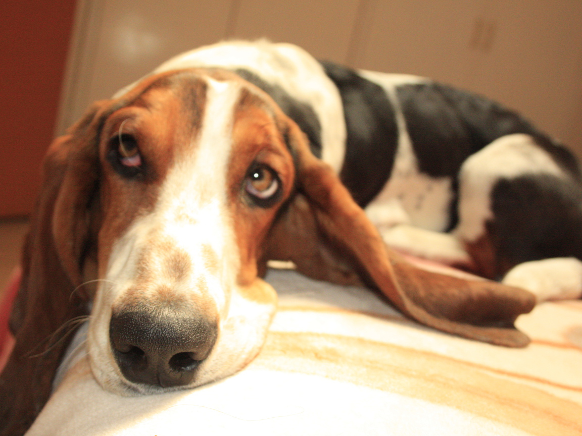 Бассет-хаунд о чём-то мечтает