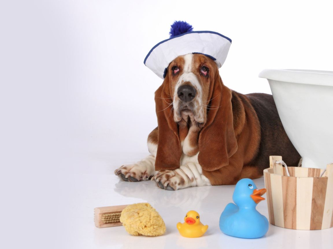 Бассет-хаунд в костюме моряка