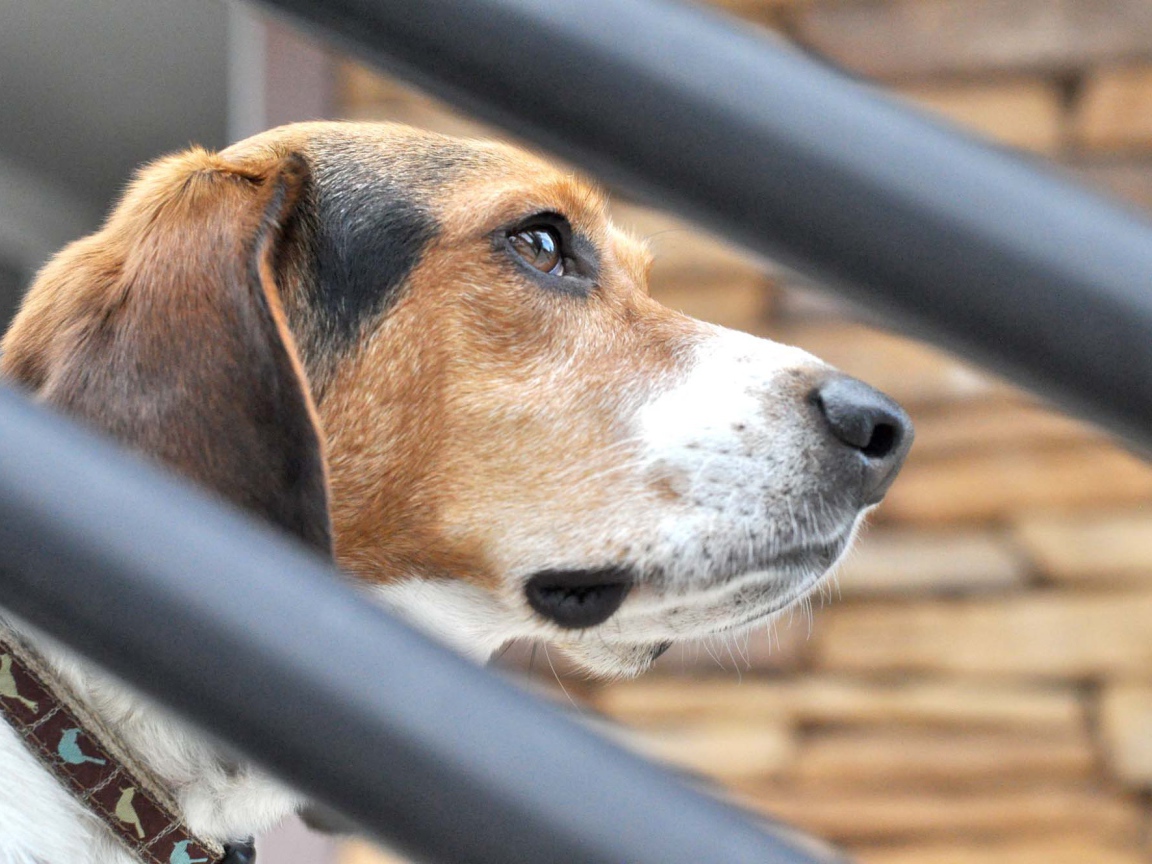 Собака породы бигль о чём-то задумалась