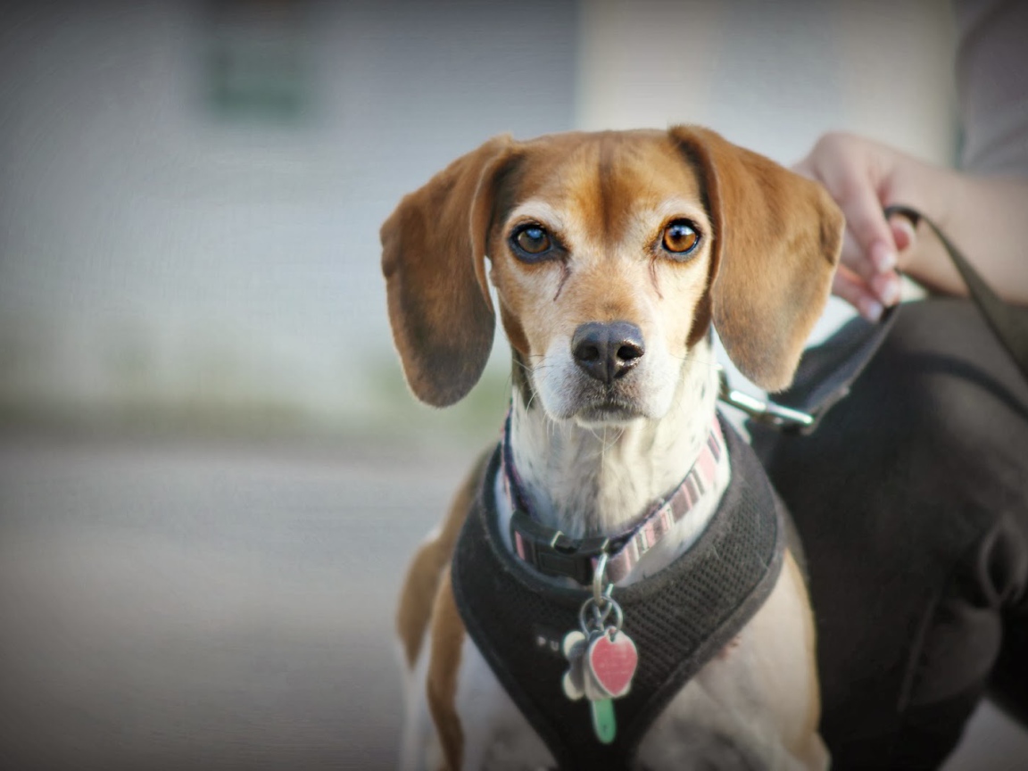 Собака породы бигль на поводке