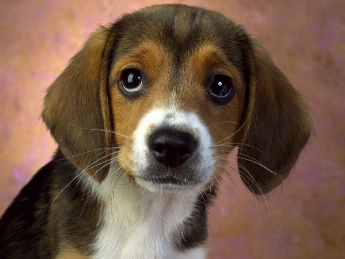 Щенок породы бигль смотрит на хозяина