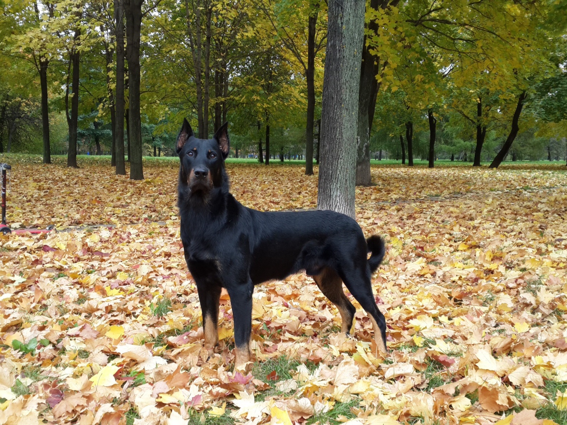 Красивый босерон в осеннем лесу