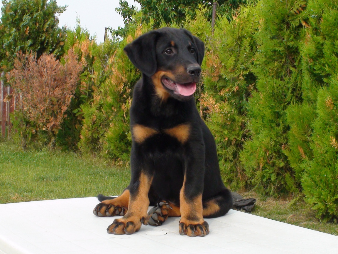 Щенок босерона  сидит на столе