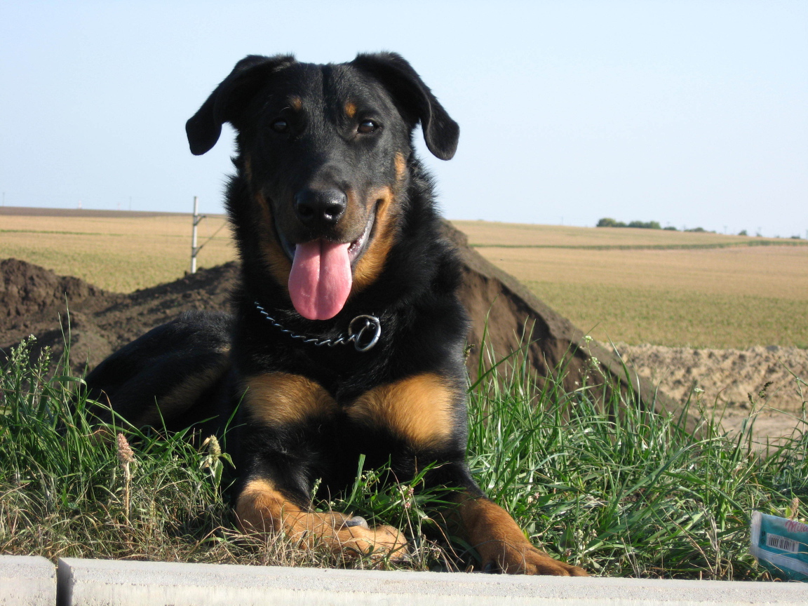 Красивый босерон лежит на фоне поля