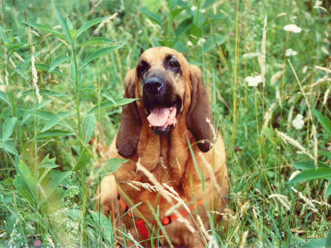 Красивый бладхаунд в высокой траве