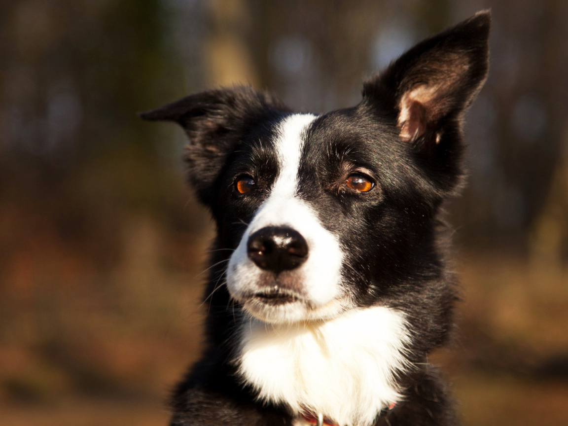 Красивая бордер-колли прислушалась