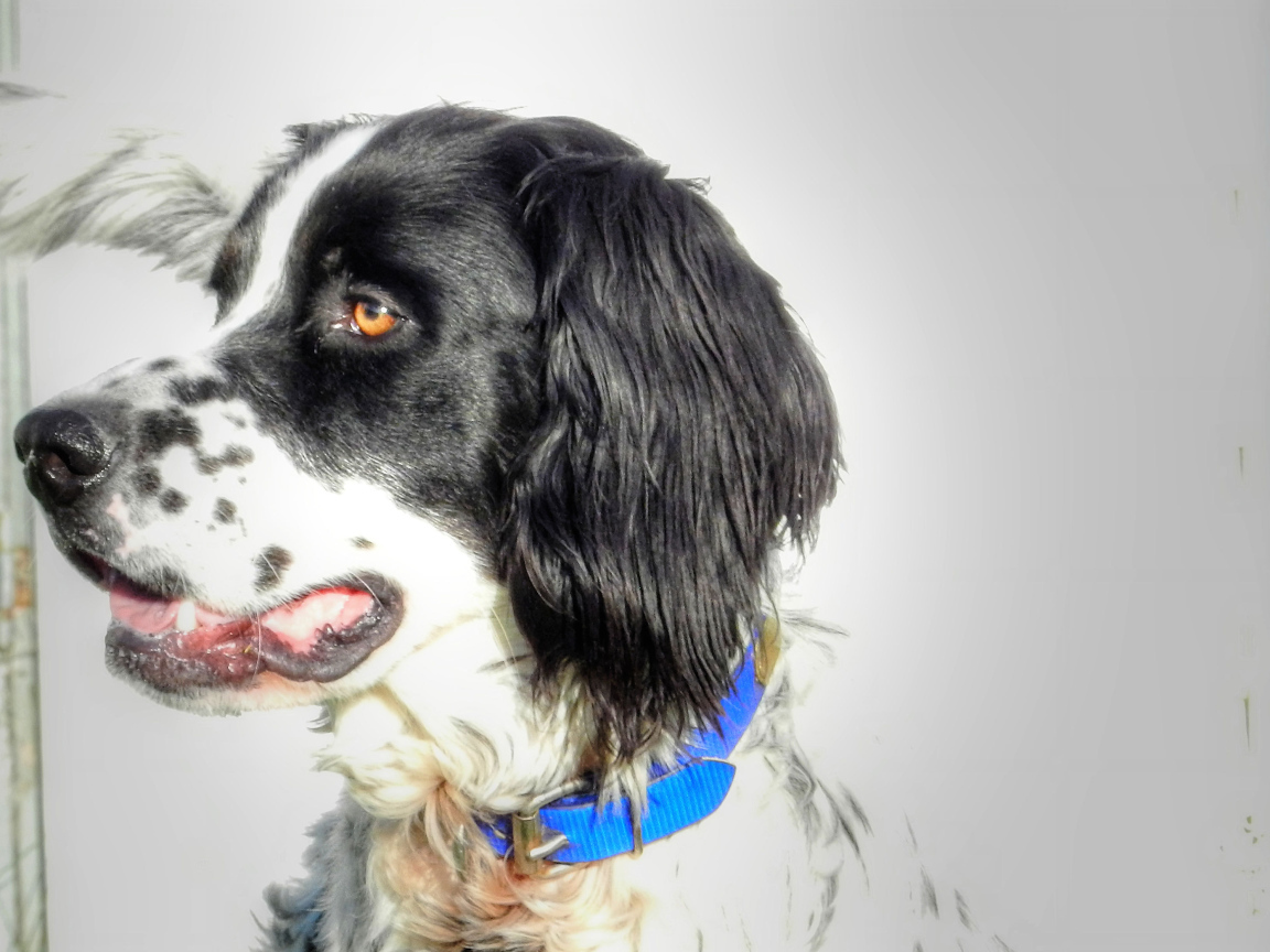 Красивый английский сеттер