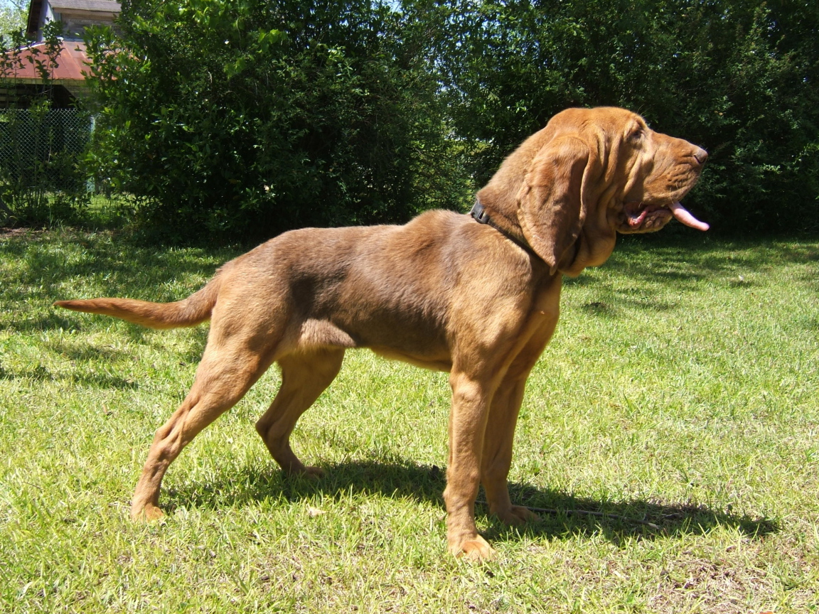 Красивый бладхаунд на прогулке