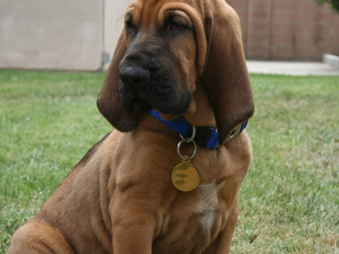 Beautiful bloodhound with a pendant on a neck