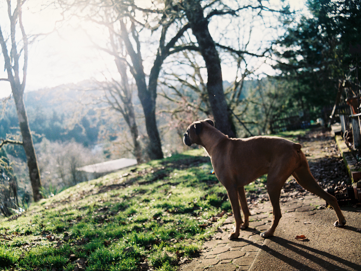 Красивый боксёр любуется природой