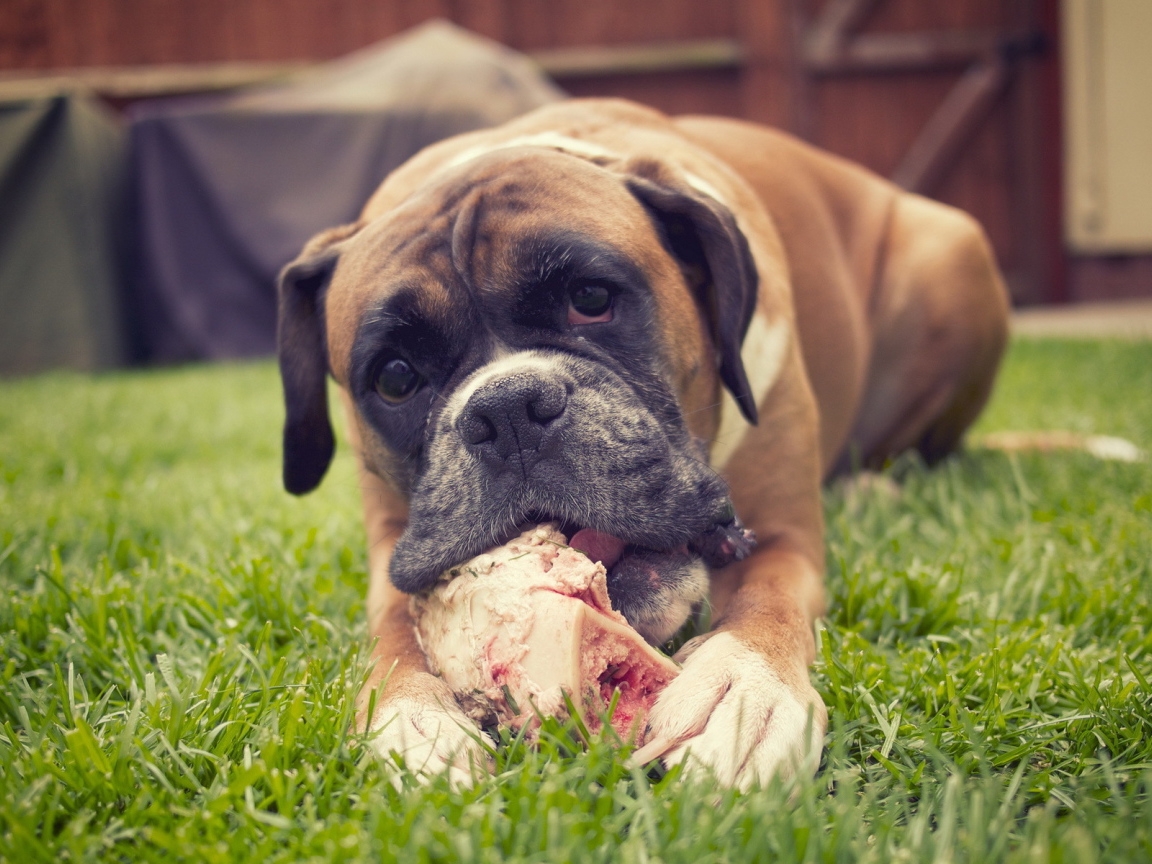 Красивый боксёр грызёт кость