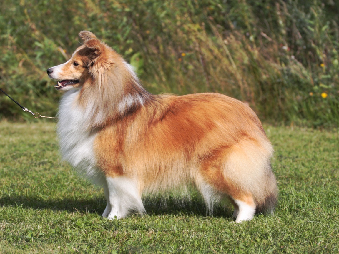 Пушистая красивая собака породы шелти