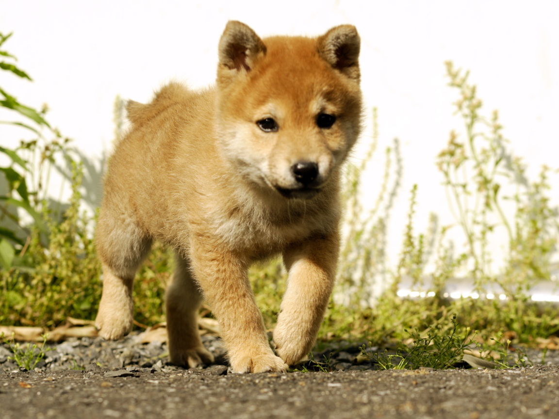 Красивый щенок акита-ину