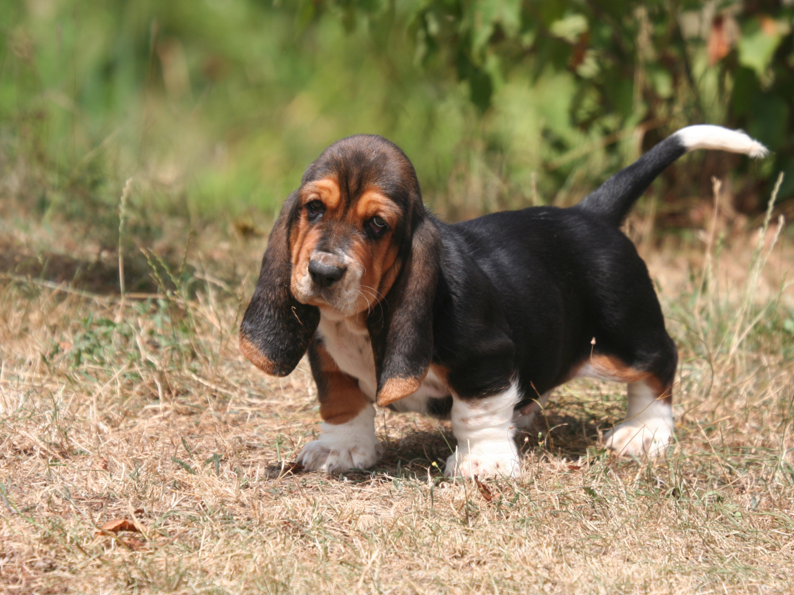 Красивый щенок бассет-хаунда на природе