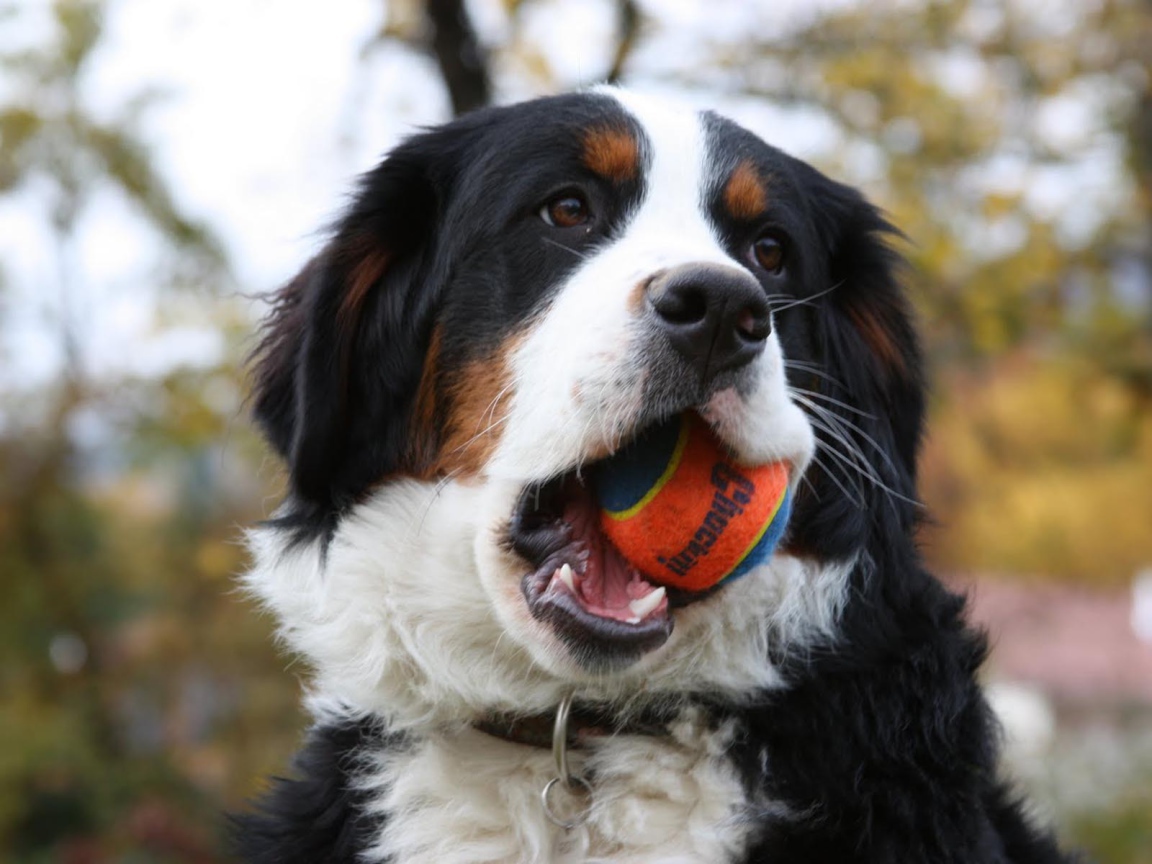 Бернская пастушья собака грызёт мяч