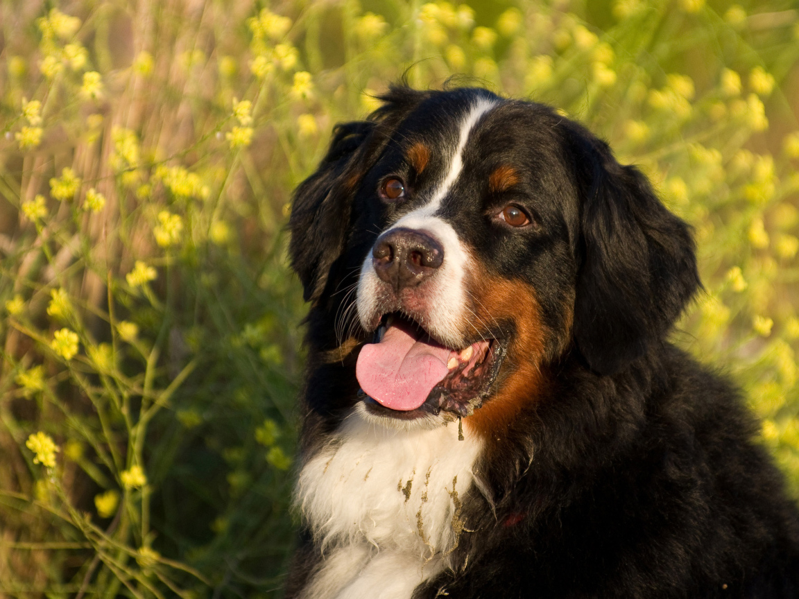 Бернская пастушья собака в цветах