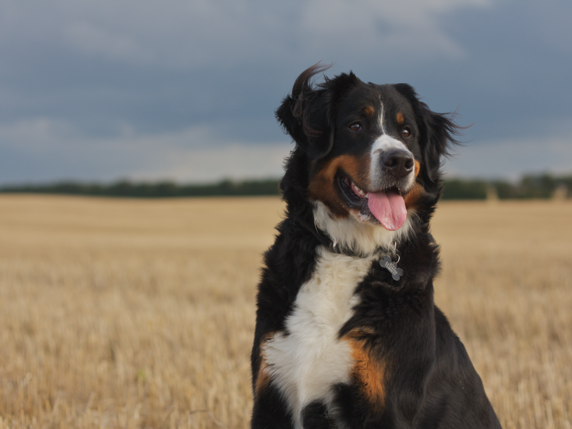 Бернская пастушья собака смотрит вдаль