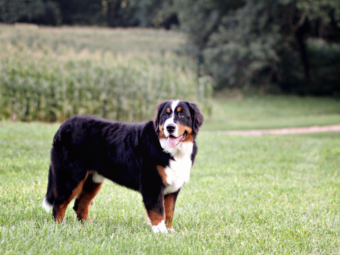 Бернская пастушья собака позирует в поле