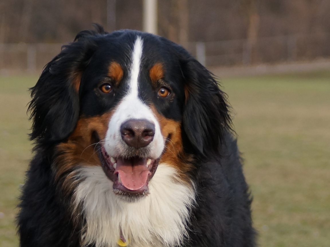 Бернская пастушья собака улыбается