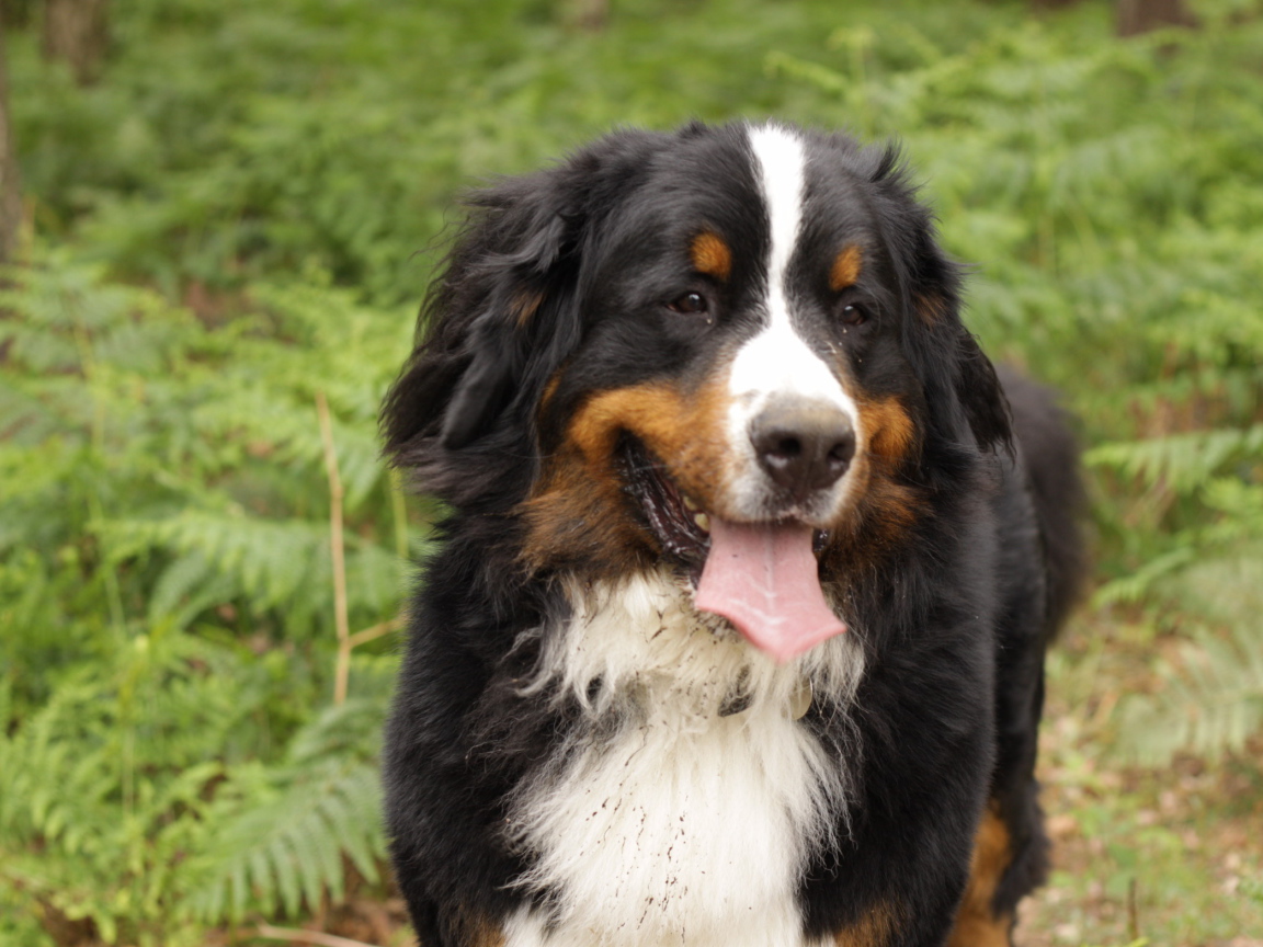 Бернская пастушья собака испачкалась в лесу