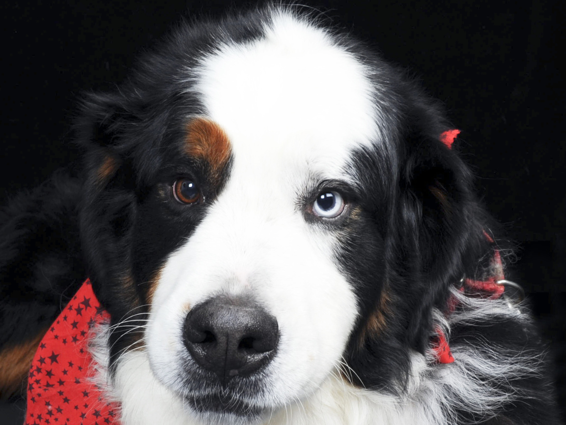 Бернская пастушья собака с разными глазами