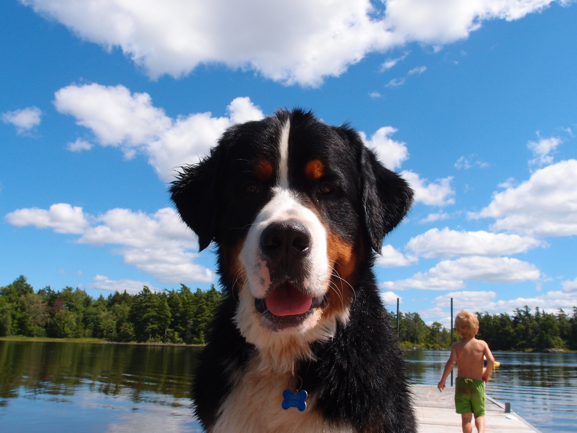 Портрет бернской пастушьей собаки на фоне неба