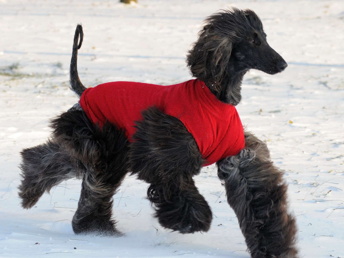 Чёрная афганская борзая бежит по снегу