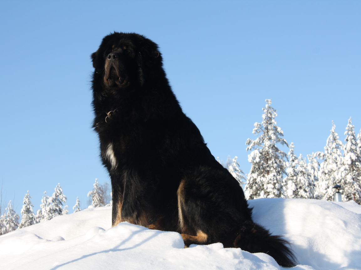 Черный Тибетский мастиф на горе