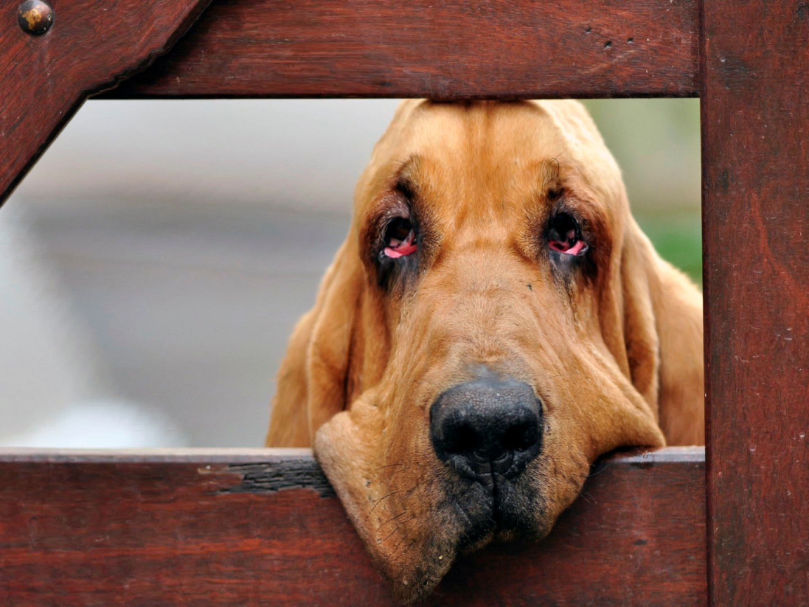 Бладхаунд загрустил