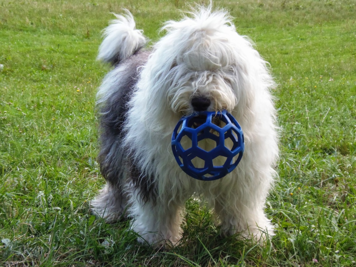 Собака породы бобтейл с игрушкой