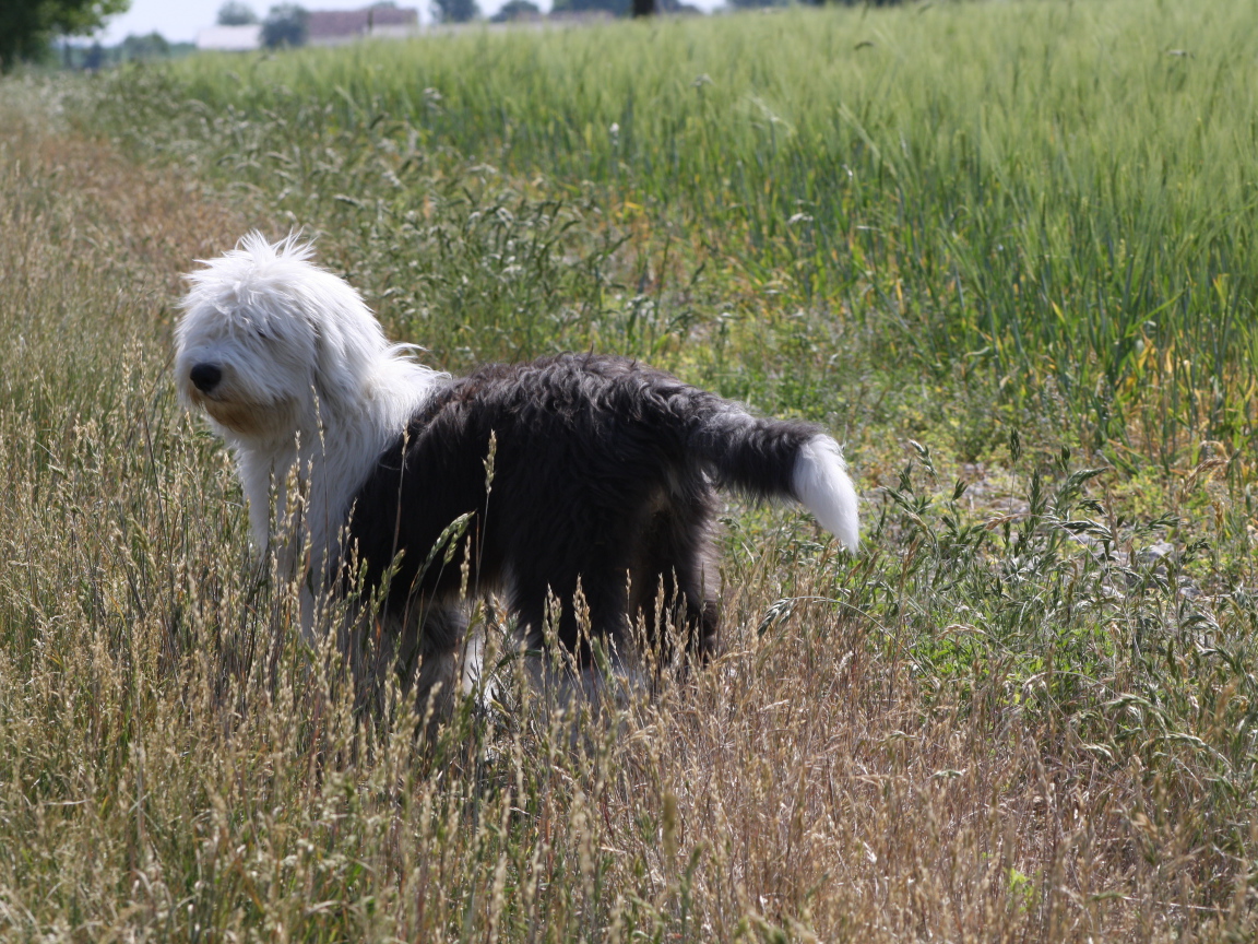 Собака породы бобтейл стоит в поле